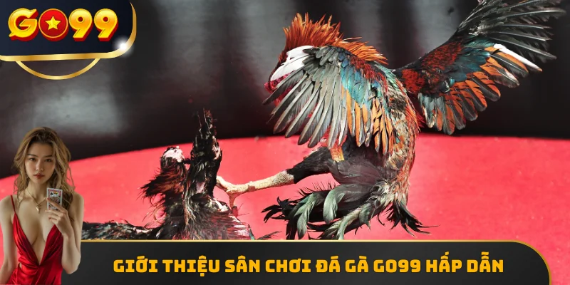 Giới thiệu sân chơi đá gà GO99 hấp dẫn 