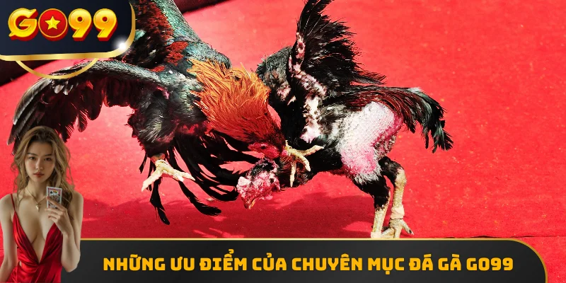 Những ưu điểm của chuyên mục Đá gà GO99